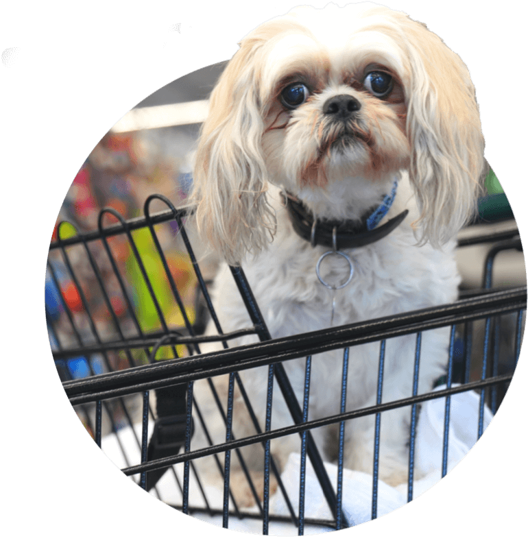 Small dog in shopping cart